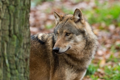 wolf-halbprofil-ralph-frank